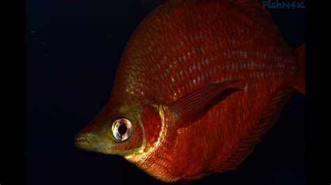 Millennium Rainbowfish: Overview - YouTube
