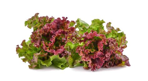 Prizehead Lettuce How To Grow And Enjoy These Delicious Greens