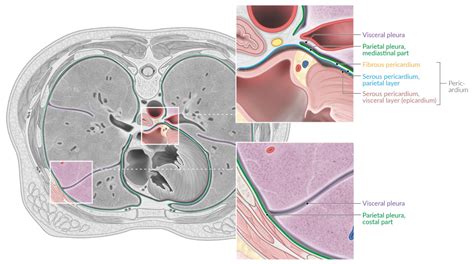 What Separates The Parietal And Visceral Pericardium ...