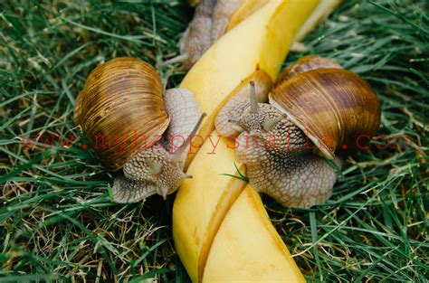 Since most cat prey are small, cats in the wild needed to this is why grizmo prefers to chase and pounce on little toys and eat small meals over the course of the day and night. Pet snails and banana | Pet snails, Snail, Pets