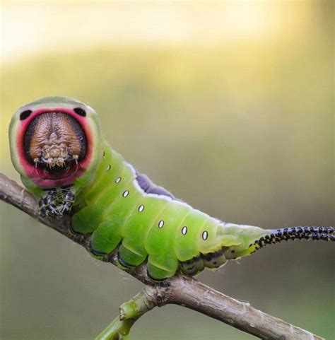 The Puss Moth Caterpillar Is Regarded As A Dangerous Insect When Threatened The Caterpillar