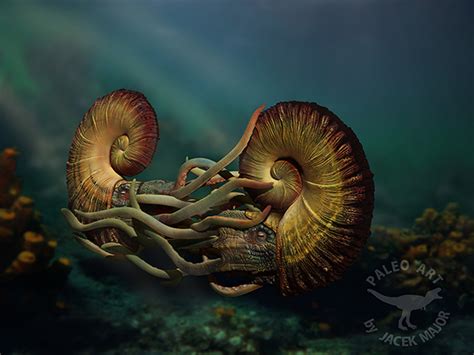 Prehistoric Nautilus On Behance