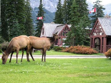 We did not find results for: 7lg_canadian_rockies_cabin_rental | Banff Beaver Cabins