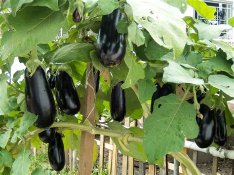 Brinjal Seed Germination Eggplant Procedure Agri Farming