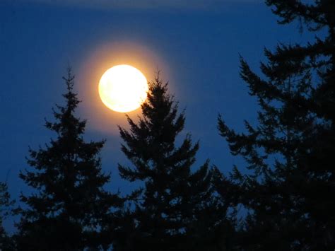 Moon And Trees Wolf Haven International