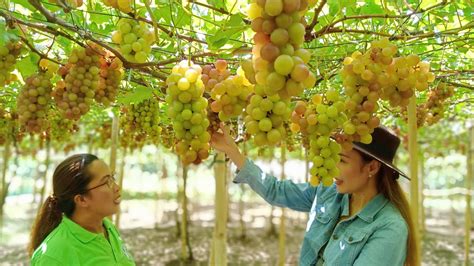 Albay couple turns unproductive riceland into bustling agritourism farm