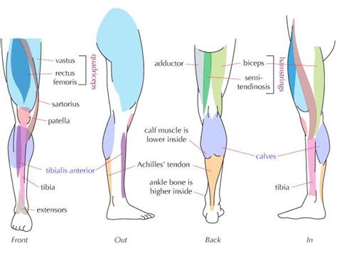 Leg muscles diagram unlabeled : Human Anatomy Fundamentals: Muscles and Other Body Mass ...