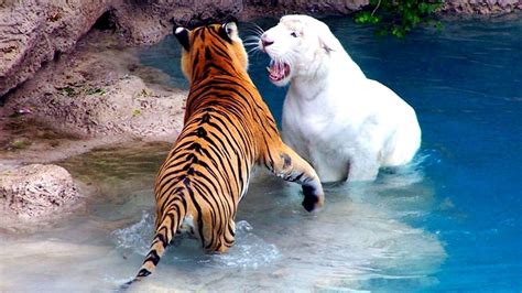 Tigers Water Fighting River Animal Photo Hd Wallpaper Preview