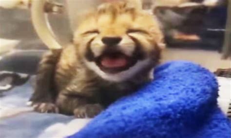 Zoo Welcomes A New Puppy To Be Their Cheetah Cubs Best Friend Oc