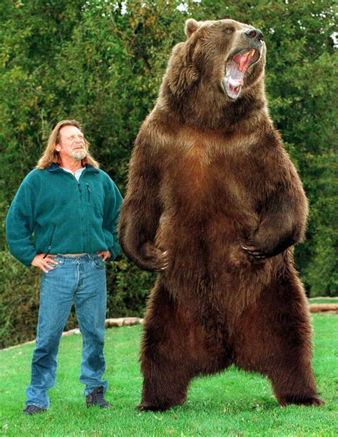 Bart The Bear Grizzly Bear Conservation And Protection