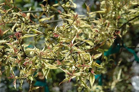 Maybe you would like to learn more about one of these? Stephan's Jasmine (Jasminum x stephanense) in Hamilton ...