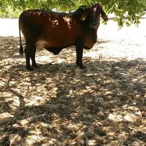 Often referred to as crossbreeding's common denominator, the american brahman influence in the beef. Farmer's Creek: BRAHMAN CATTLE