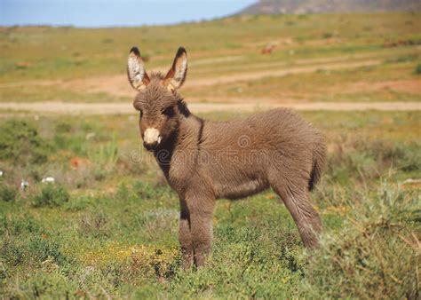 Cute Baby Donkey Stock Image Image Of Namakwaland Hairy 7143197