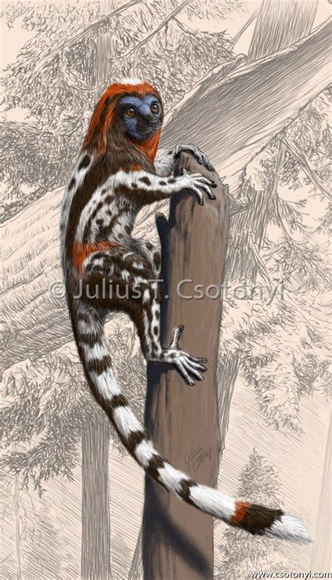 Aw So Cute Darwinius Masillae By Julius T Csotonyi Prehistoric