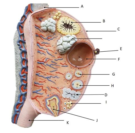 Ovary Follicle Diagram Quizlet