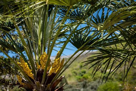 The Causes Of Yellow Palm Leaves And How To Fix The Problem