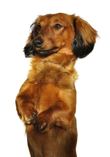938 Red Long Haired Dachshund Stock Photos Free And Royalty Free Stock