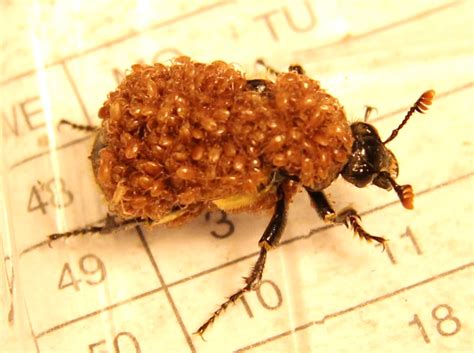 Die parasiten wünschen allen freunden und bekannten eine schöne weihnachtszeit. Brutpflege oder Parasiten? | wer-weiss-was.de