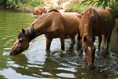 Horses Drinking Water From The Lake Stock Photo Image Of City