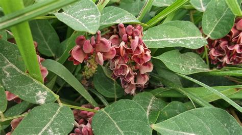 With the nitrogen coming from nitrogen fixing bacteria that lives inside the fungi roots similar to what we would see with legume roots. Eaton Rapids Joe: Nitrogen Fixing Plants