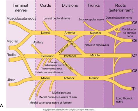 Brachial Plexus Diagram Quizlet