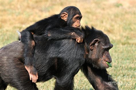 Mother Chimpanzee With Baby On Her Back Photograph By George