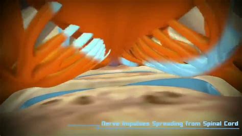 It is composed of hematopoietic cells, marrow adipose tissue, and supportive stromal cells. Sum-sum tulang anda Harus dijaga! - YouTube