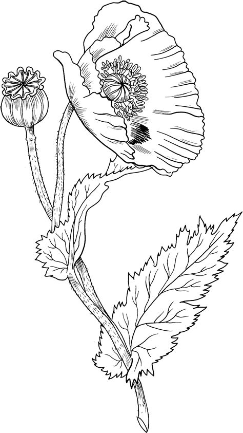 Pin By Puri On Puri Poppy Drawing Flower Line Drawings Poppy Painting