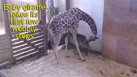 Watch April The Giraffe Meet Her Newborn Baby After Finally Giving