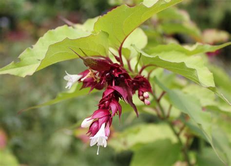 Mit unseren gartentipps ist das wichtigste schnell. Gehölze / Garten Bieri AG