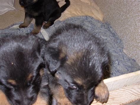 Confident german shepherds also learn commands faster than other breeds. German Shepherd Puppies For Sale | Kingman, AZ #238170