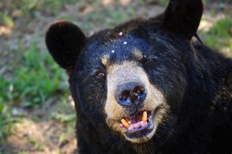 Black Bear Getting Angry