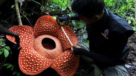 Scientists Just Found One Of The Worlds Largest Flowers Blooming In An