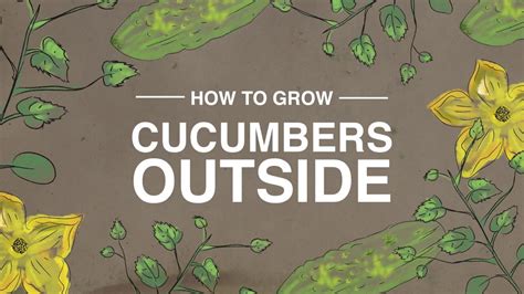 When planting, plant two transplants per cucumber mound. Grow cucumbers from seed outdoors - How to guide - YouTube
