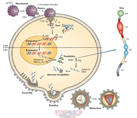 Life Cycle Of Hiv Virus