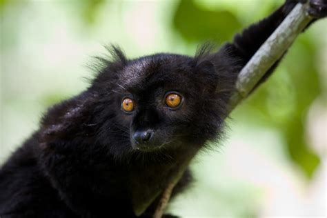 Black Lemur Male Eulemur Macaco Lemuria Park Of Nosy B Flickr