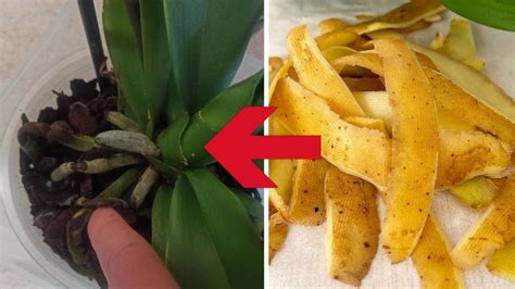 L Astuce Efficace Des Pommes De Terre Pour Entretenir Vos Orchid Es