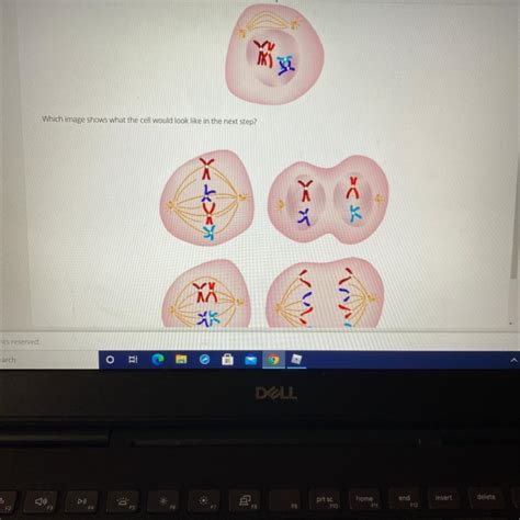 The Image Below Depicts The First Two Steps Of Meiosis I Me Which