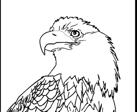 Soaring Eagle Drawing at GetDrawings | Free download