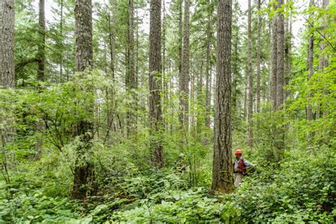 Forest Restoration Northwest Natural Resource Group