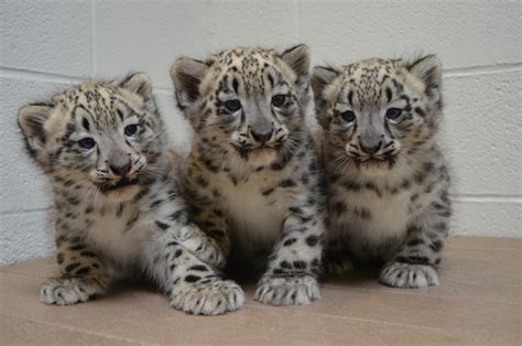 Name That Cub Akron Zoo Wants Your Help Naming These