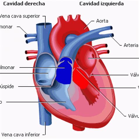 Corazón Anatomía Cardiotech
