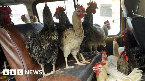 Why Does Africa Import So Many Chickens Bbc News