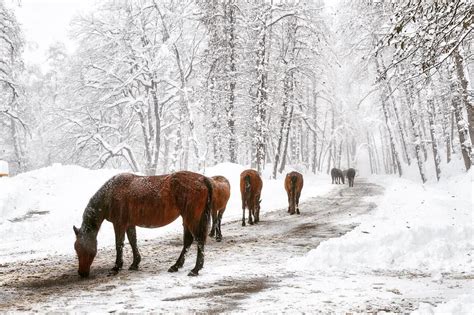 It was also known as sakhtsar in the past. Ramsar, Mazandaran, north of Iran (Persian: رامسر ...