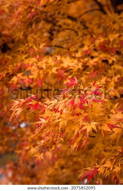 Japanese Maple Leaves Turning Yellow Red Stock Photo 2075852095