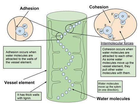 Describe The Cohesion Tension Theory Of Water Transport In The Xylem