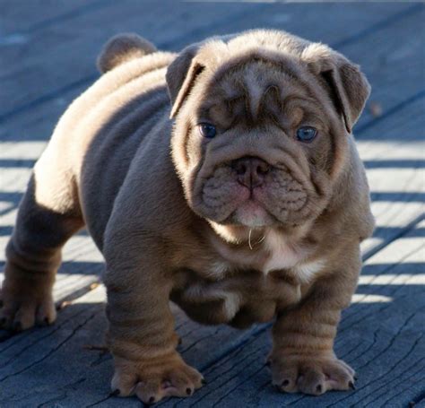 Pedigree information about the american bulldog lira's mickey blue eyes of birts. Blue eyed English bulldog puppy. | Bulldog puppies