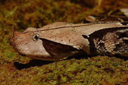 Gaboon Vipers Pictures And Facts Gaboon Viper Viper Snake