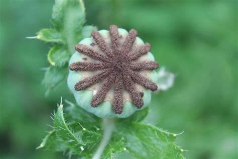 They are prepared in several ways that vary from region to. Poppy seed head. | Seed pods, Seeds, Papaver