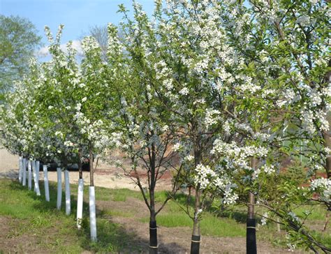 Red Jewel Crabapple Trees Next Generation Landscape Nursery
